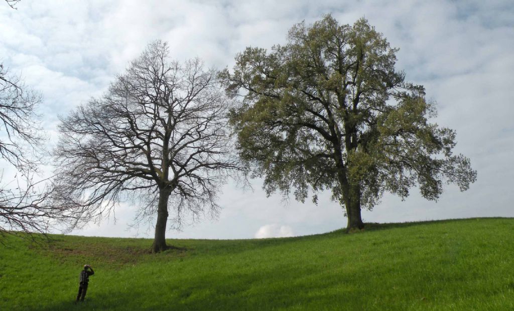 Quercus crenata delle colline reggiane