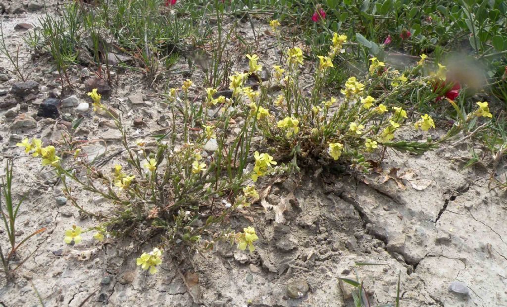 Rapistrum rugosum / Miagro peloso