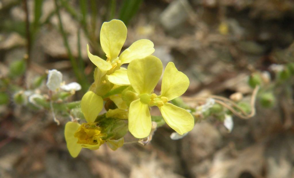 Rapistrum rugosum / Miagro peloso