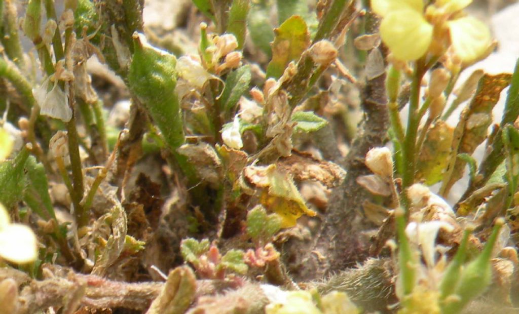 Rapistrum rugosum / Miagro peloso