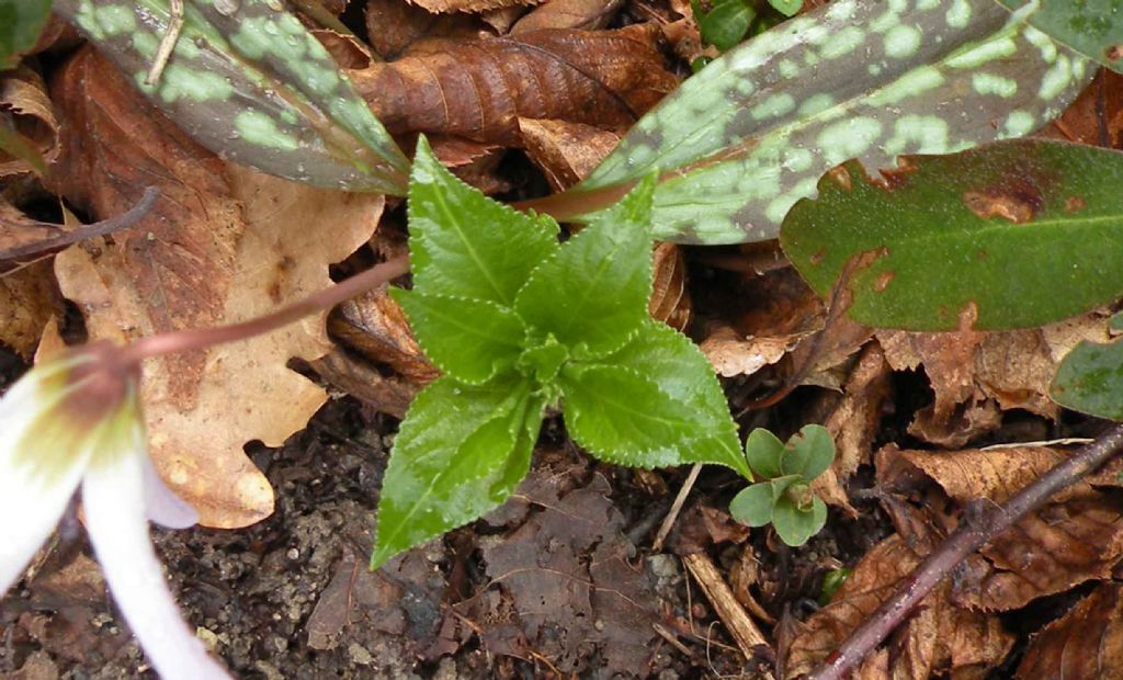 Mercurialis perennis / Mercorella bastarda