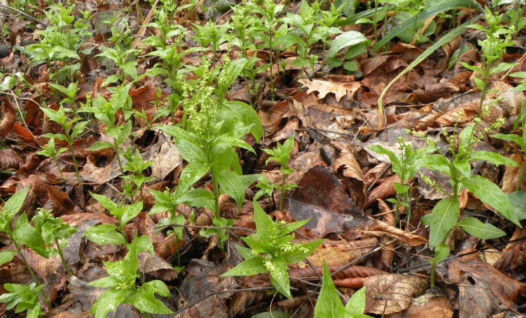 Mercurialis perennis / Mercorella bastarda