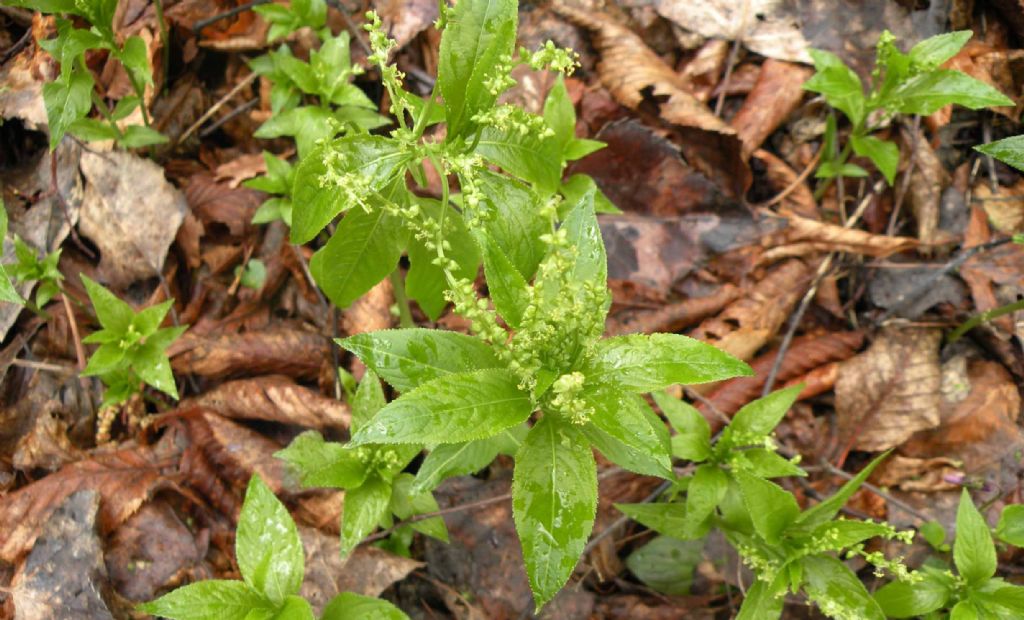 Mercurialis perennis / Mercorella bastarda