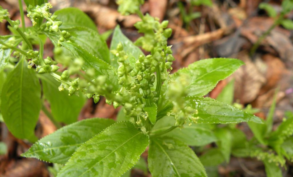 Mercurialis perennis / Mercorella bastarda