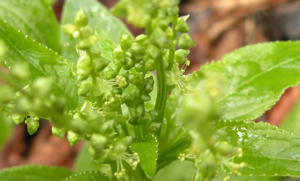 Mercurialis perennis / Mercorella bastarda