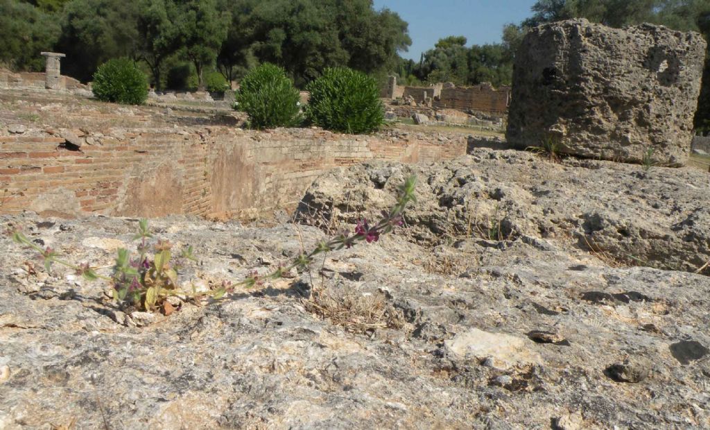 Da Olimpia, Grecia: Sideritis purpurea