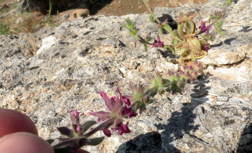 Da Olimpia, Grecia: Sideritis purpurea