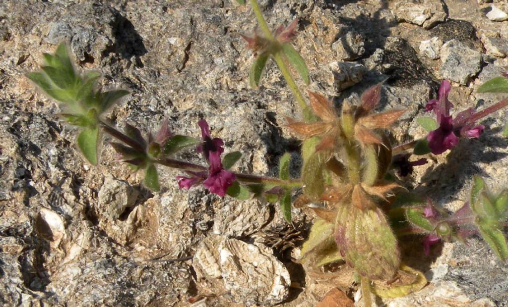 Da Olimpia, Grecia: Sideritis purpurea