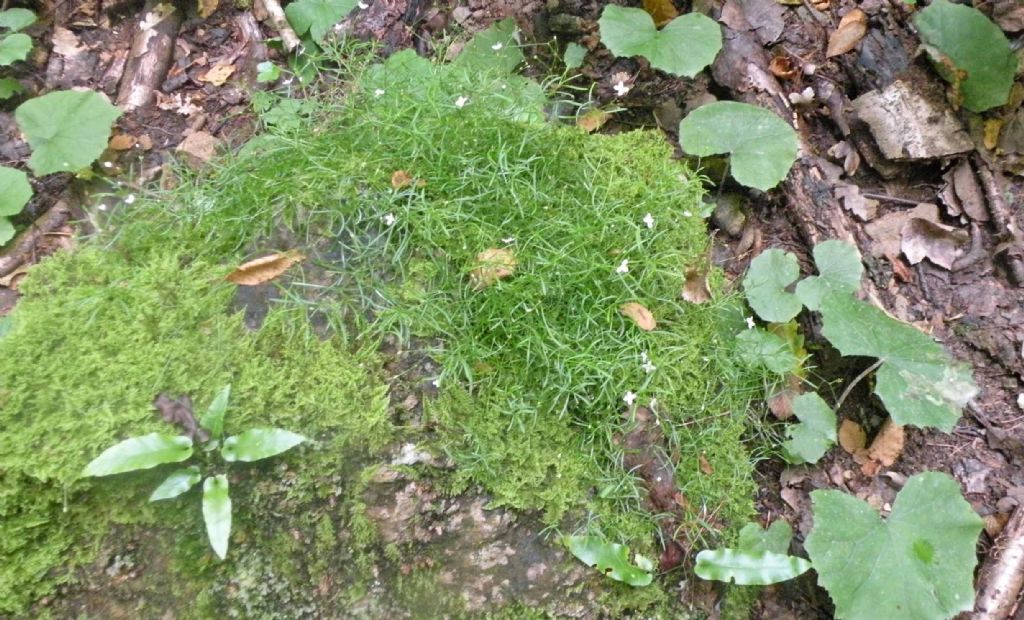 E'' un Galium? no, Caryophyllacea, Moehringia muscosa