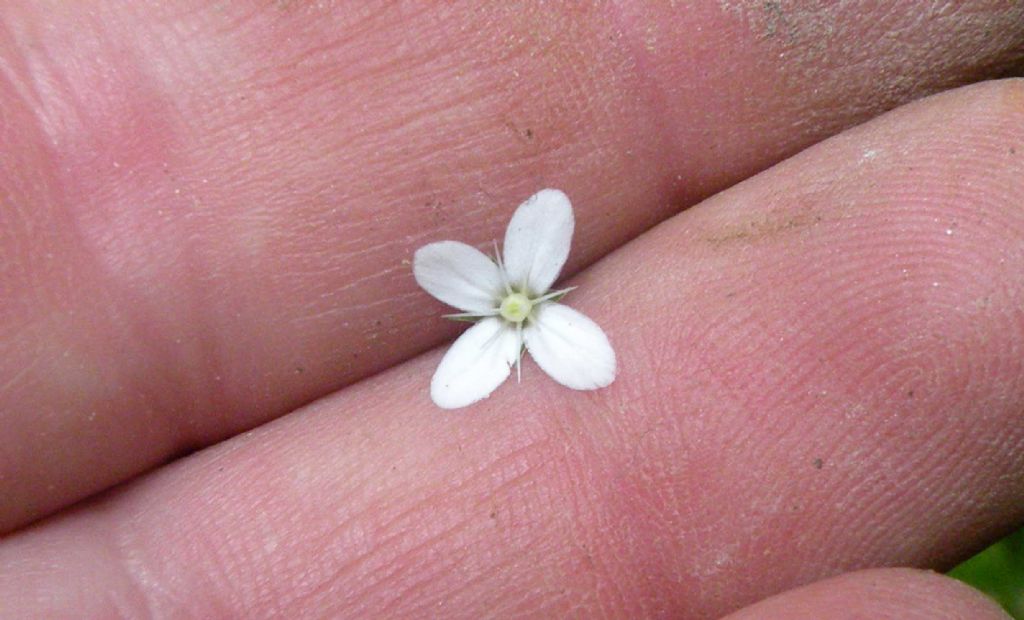 E'' un Galium? no, Caryophyllacea, Moehringia muscosa