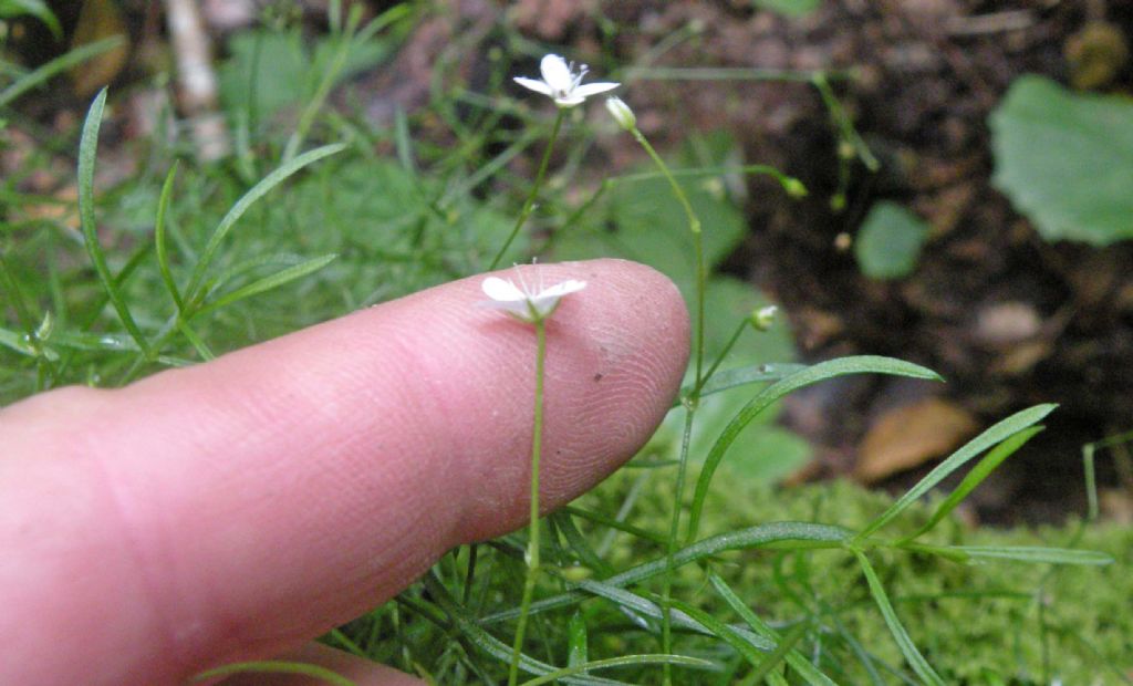 E'' un Galium? no, Caryophyllacea, Moehringia muscosa