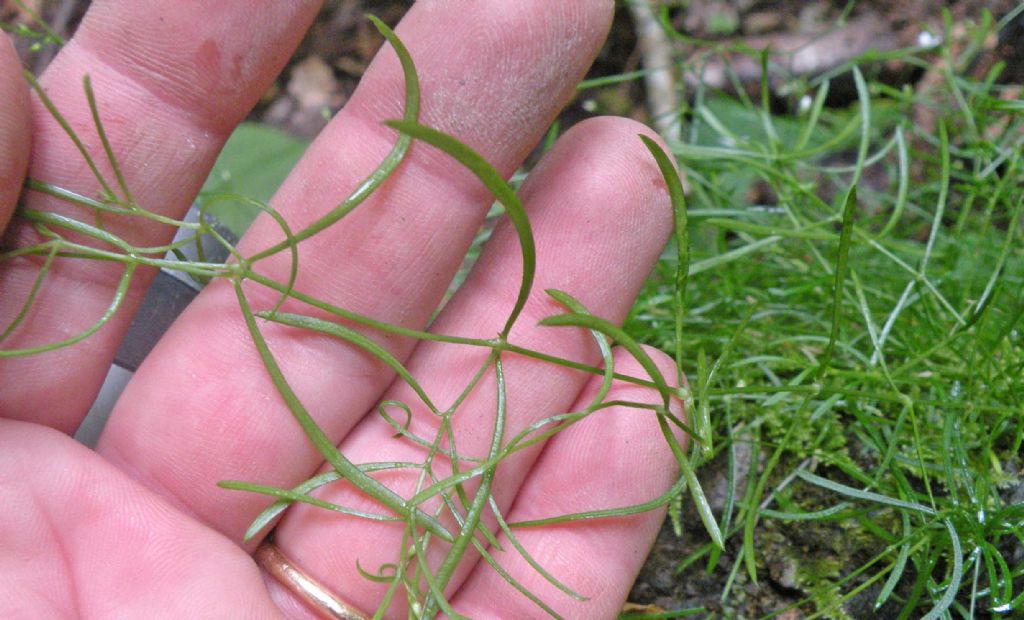 E'' un Galium? no, Caryophyllacea, Moehringia muscosa