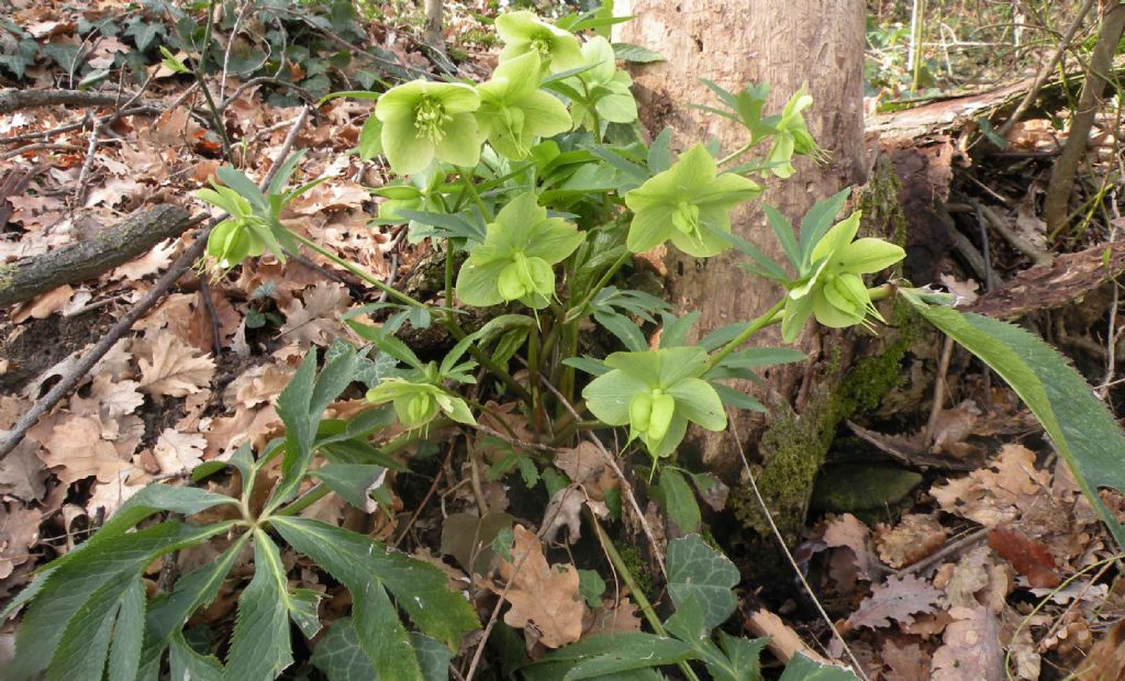 Helleborus bocconei? no, viridis subsp. viridis