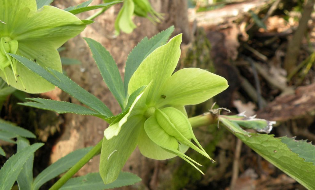 Helleborus bocconei? no, viridis subsp. viridis