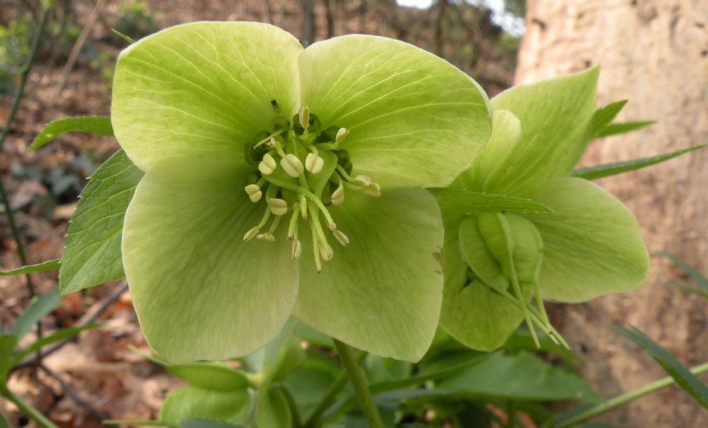 Helleborus bocconei? no, viridis subsp. viridis