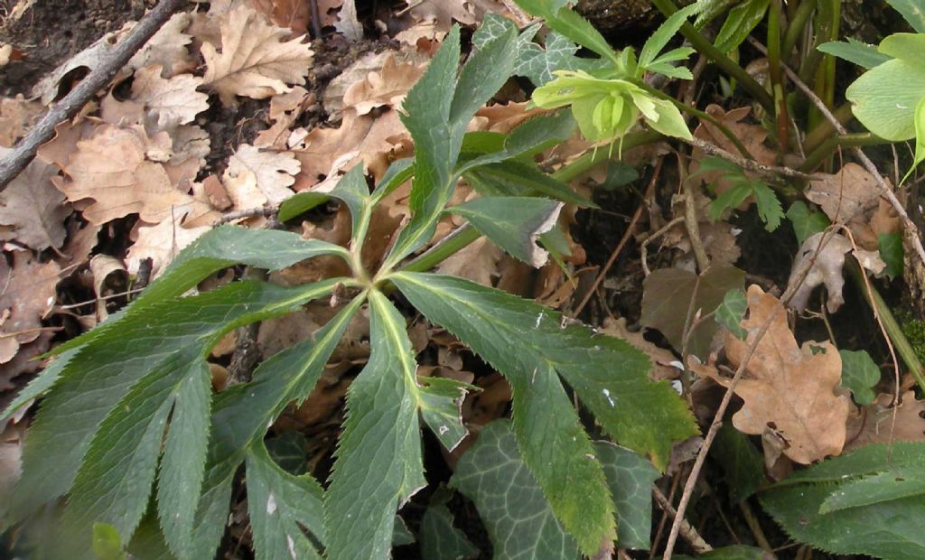 Helleborus bocconei? no, viridis subsp. viridis