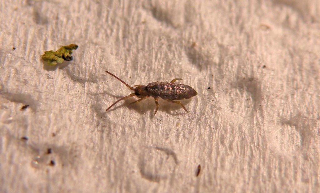 Tomoceridae: Tomocerus minor?