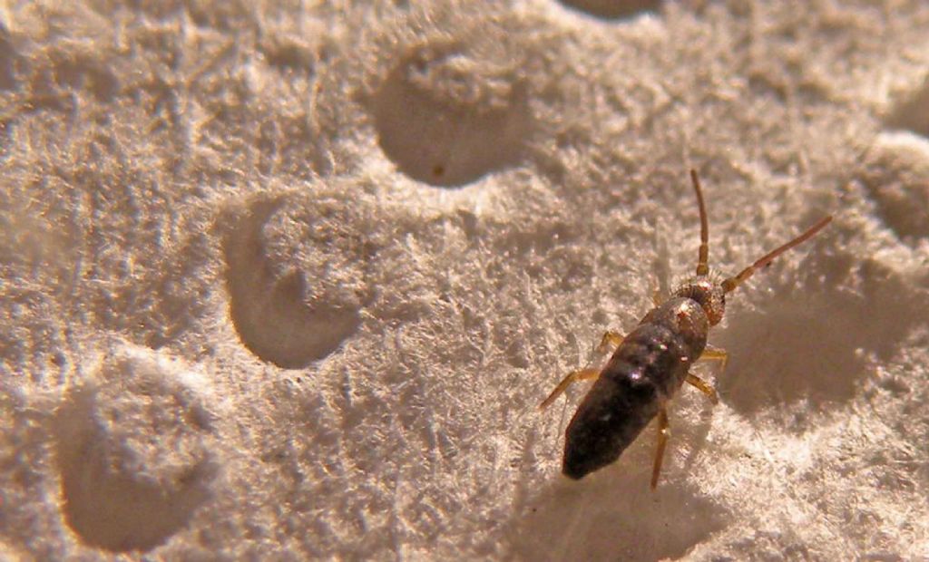 Tomoceridae: Tomocerus minor?