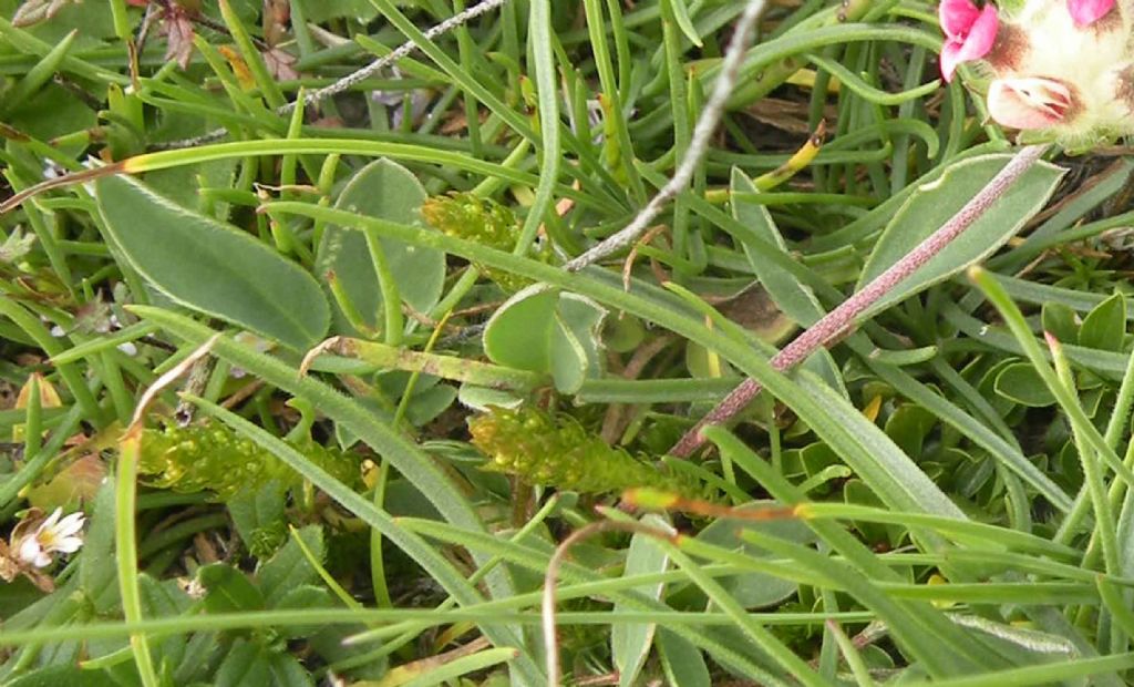 Anthyllis vulneraria (Fabaceae)