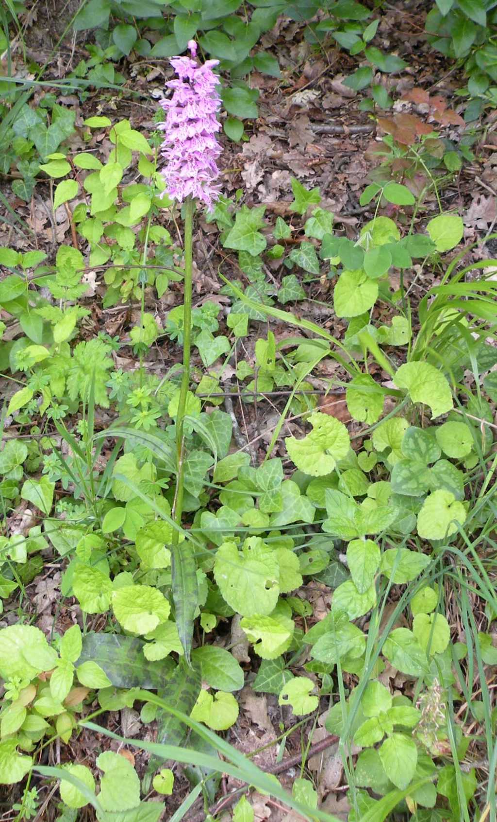 Dactylorhiza maculata?