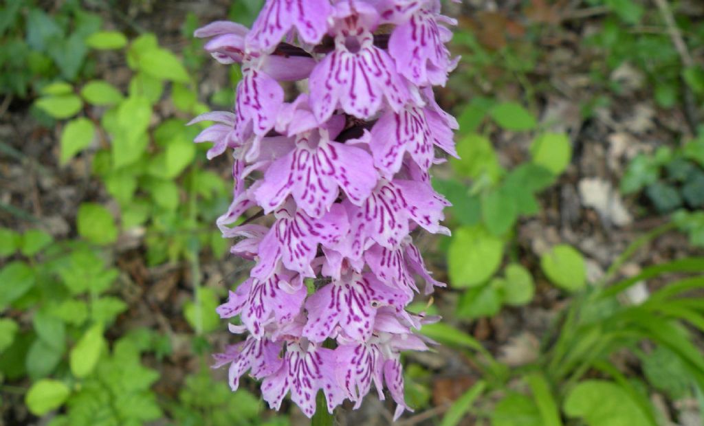 Dactylorhiza maculata?