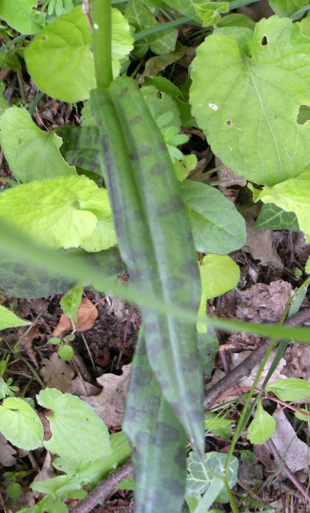 Dactylorhiza maculata?