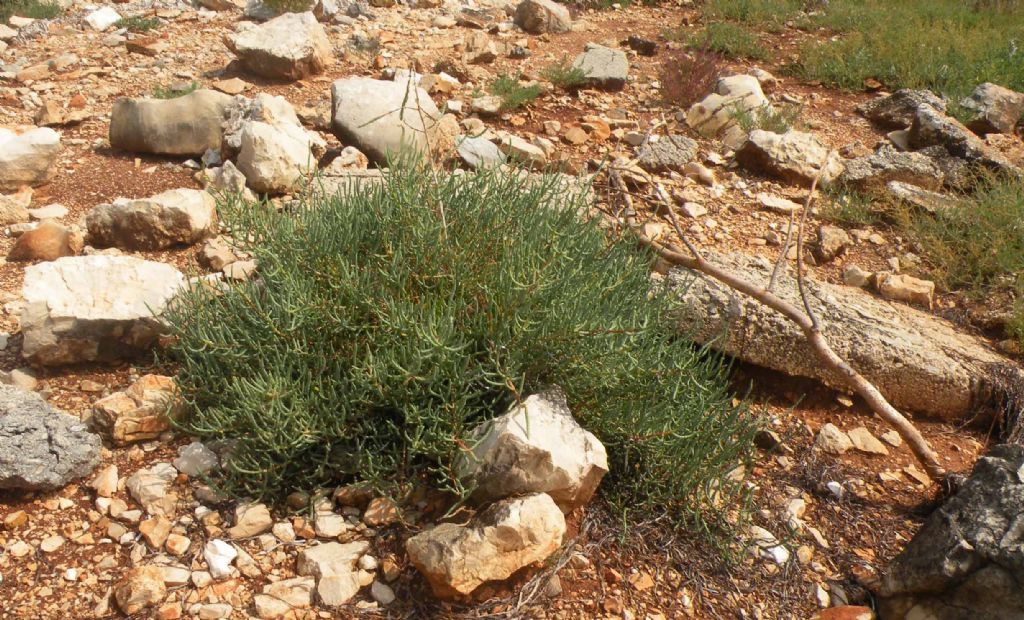 Una salicornia in Istria