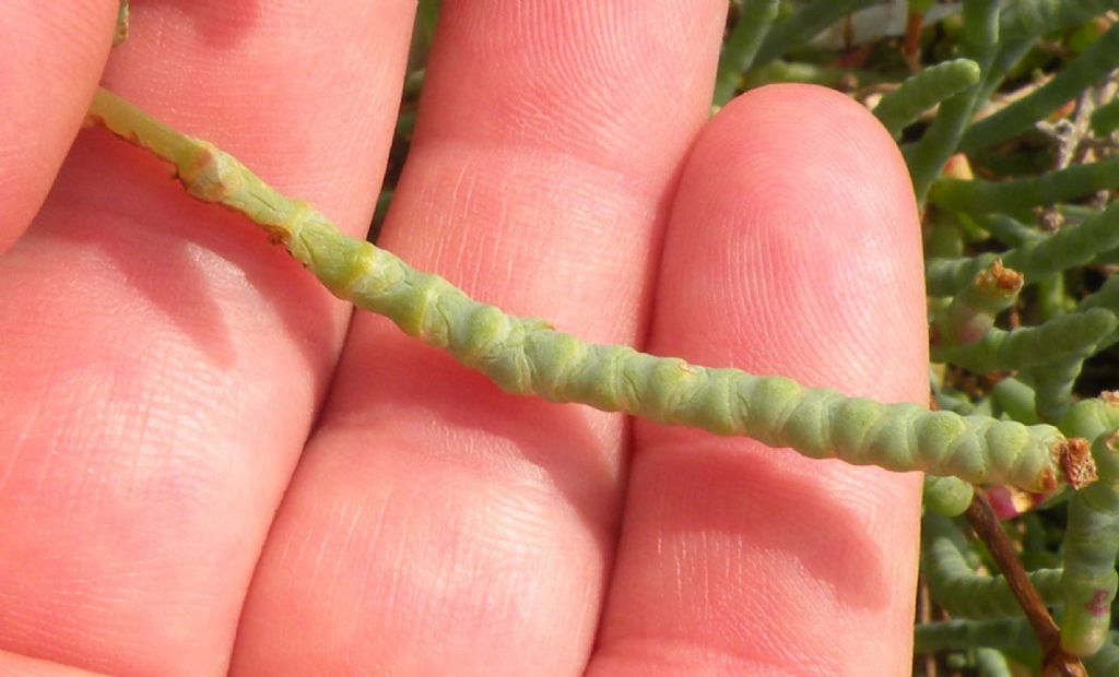 Una salicornia in Istria