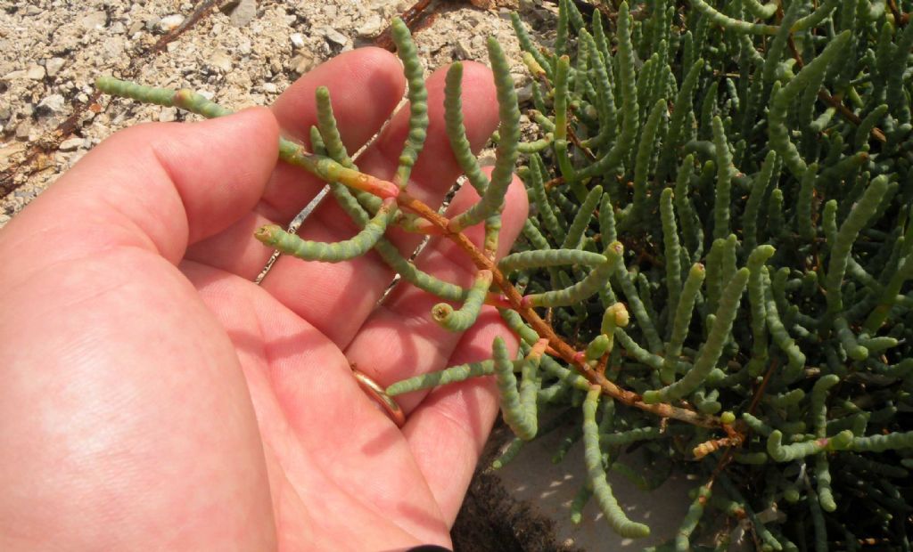 Una salicornia in Istria