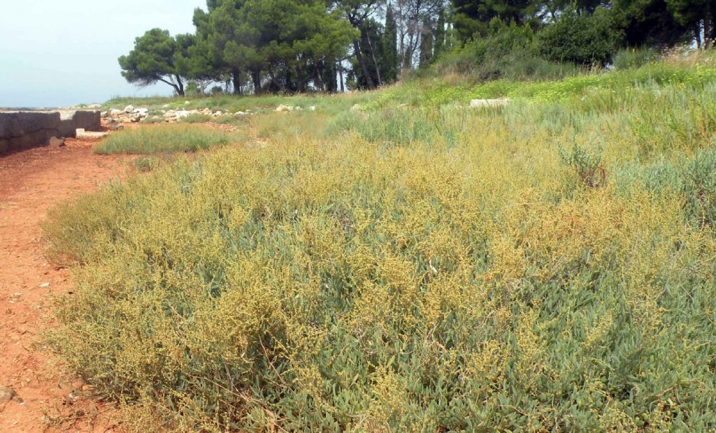 Atriplex sulle coste istriane