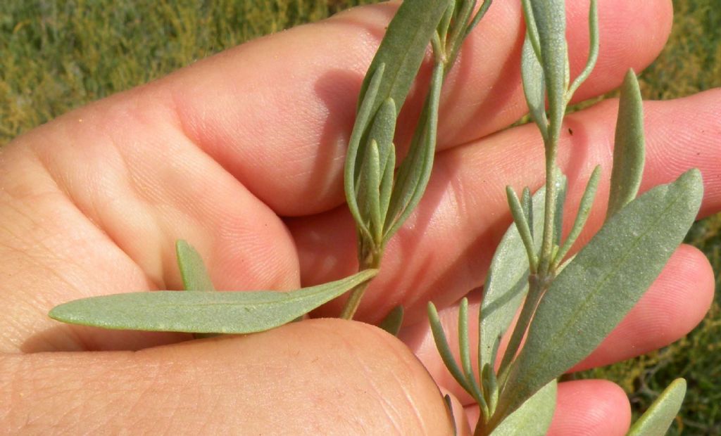 Atriplex sulle coste istriane