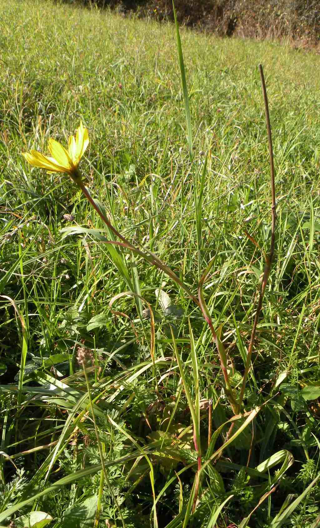 Fioritura tardiva di Tragopogon pratensis? - si