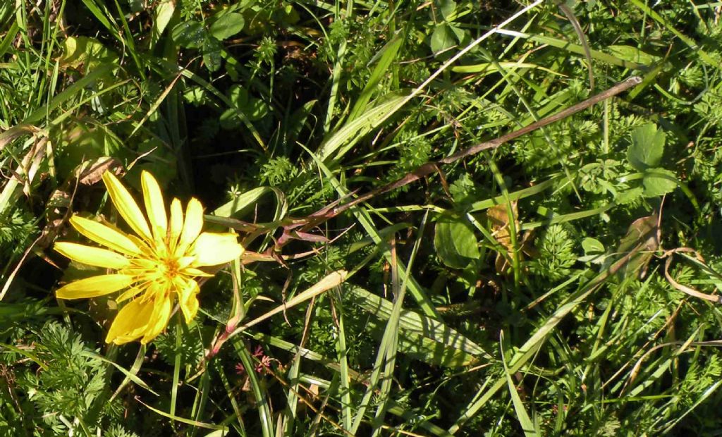 Fioritura tardiva di Tragopogon pratensis? - si