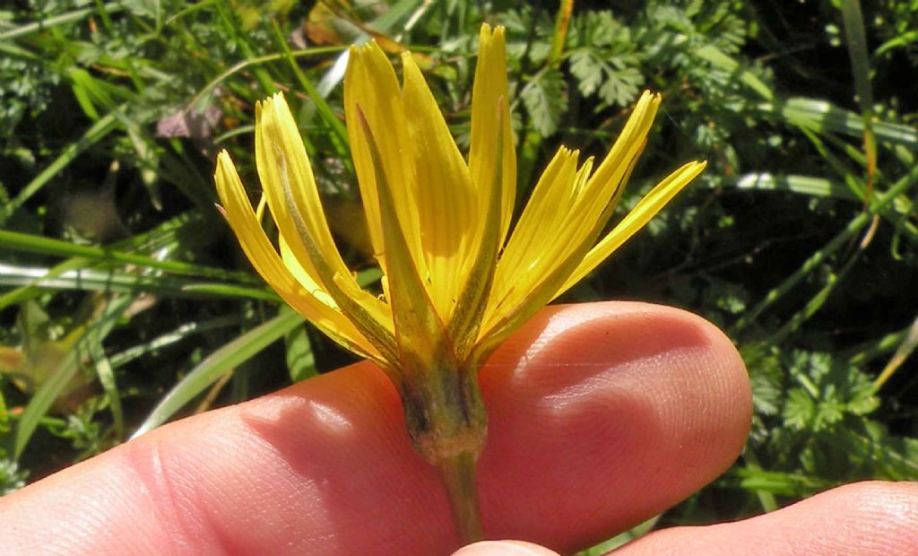 Fioritura tardiva di Tragopogon pratensis? - si