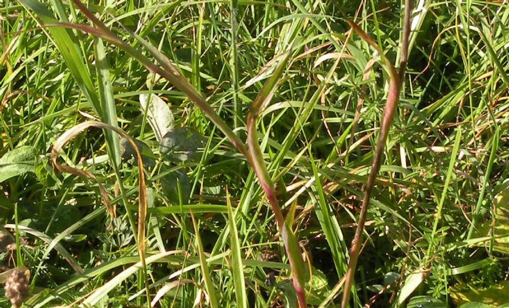 Fioritura tardiva di Tragopogon pratensis? - si