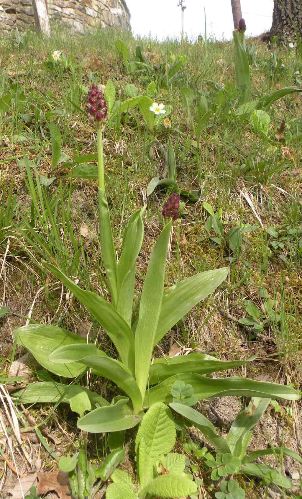 Pianzo, appennino reggiano: Orchis purpurea e altre...