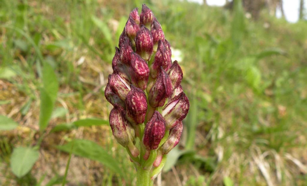 Pianzo, appennino reggiano: Orchis purpurea e altre...