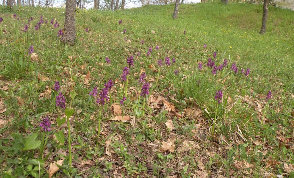 Pianzo, appennino reggiano: Orchis purpurea e altre...