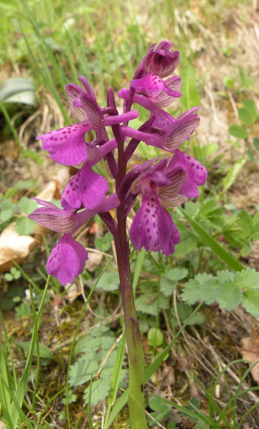 Pianzo, appennino reggiano: Orchis purpurea e altre...