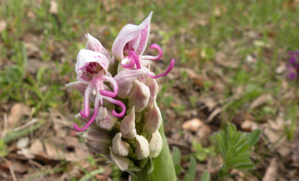 Pianzo, appennino reggiano: Orchis purpurea e altre...