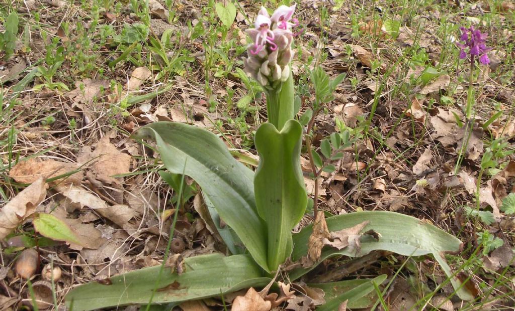 Pianzo, appennino reggiano: Orchis purpurea e altre...