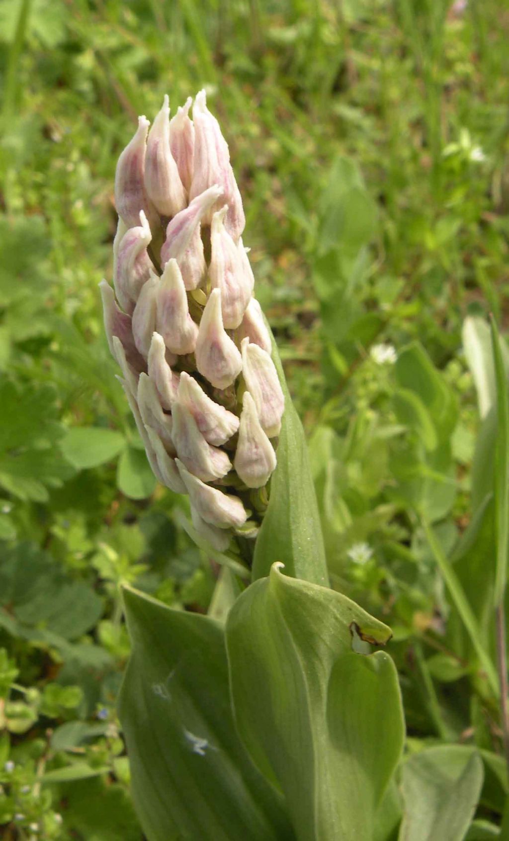 Pianzo, appennino reggiano: Orchis purpurea e altre...