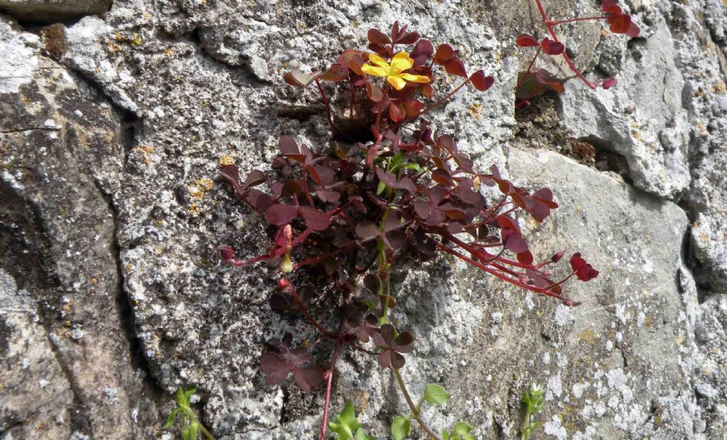 Oxalis corniculata / Acetosella dei campi