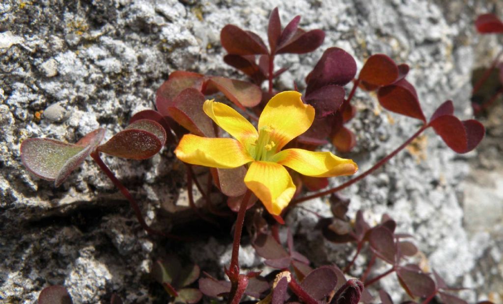 Oxalis corniculata / Acetosella dei campi