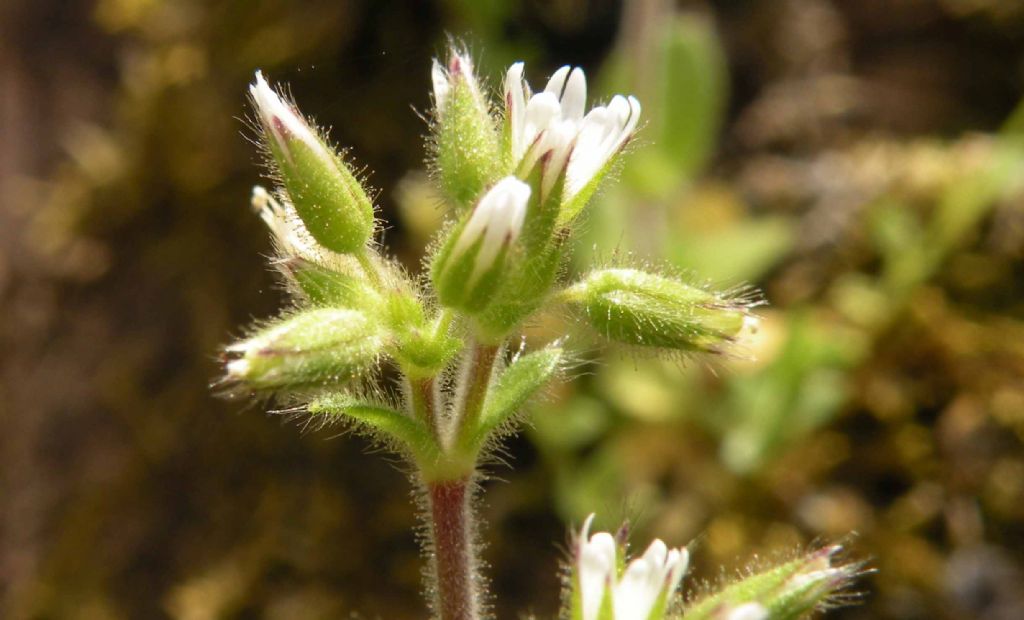 Cerastium... annuale o perenne? annuale: Cerastium glomeratum