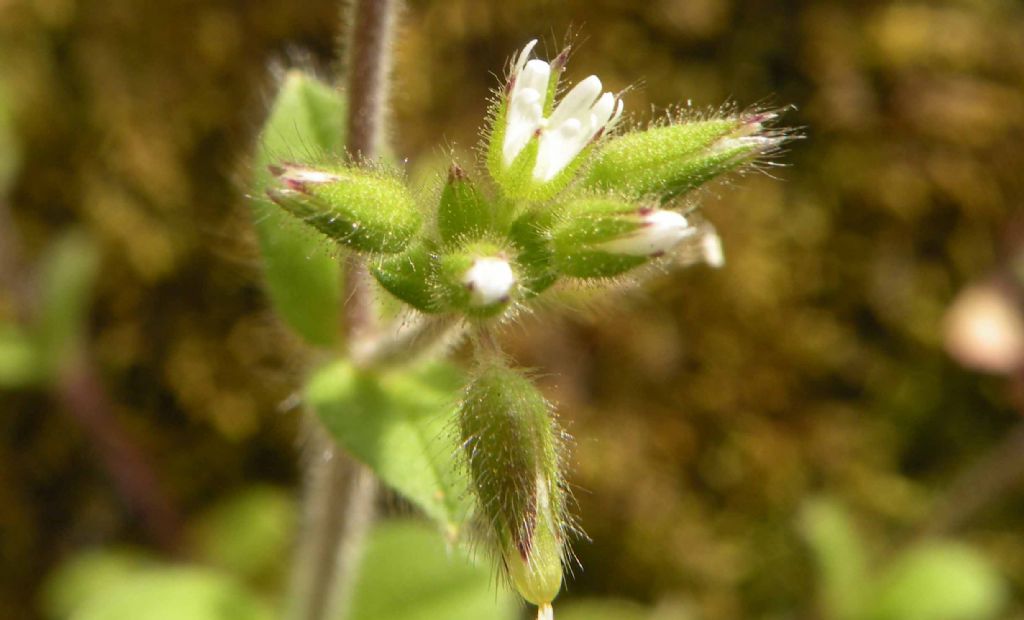 Cerastium... annuale o perenne? annuale: Cerastium glomeratum