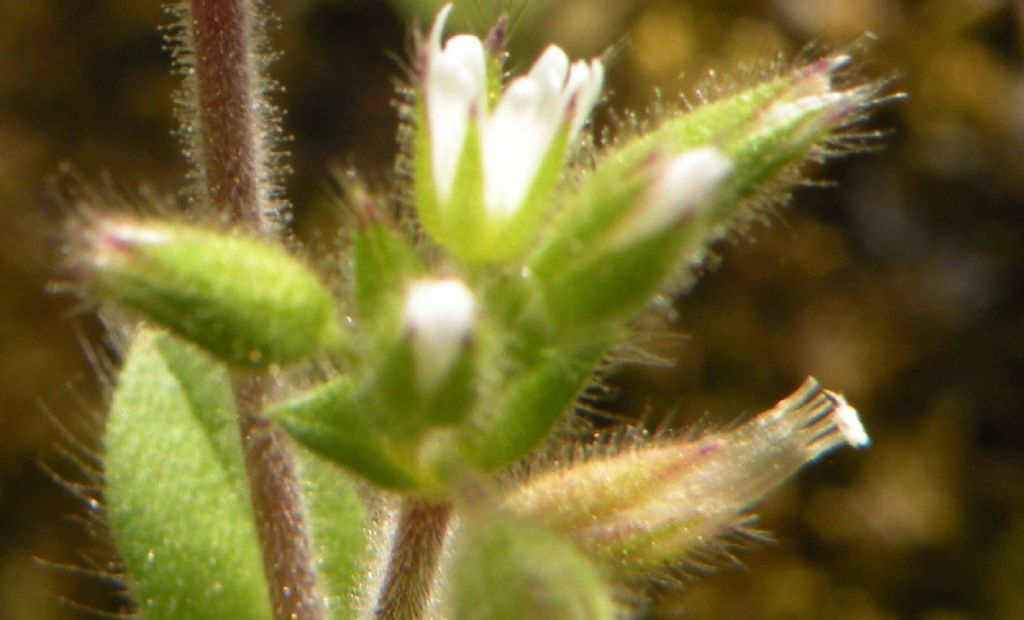 Cerastium... annuale o perenne? annuale: Cerastium glomeratum