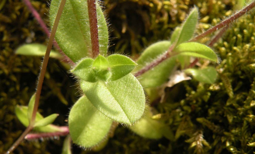 Cerastium... annuale o perenne? annuale: Cerastium glomeratum