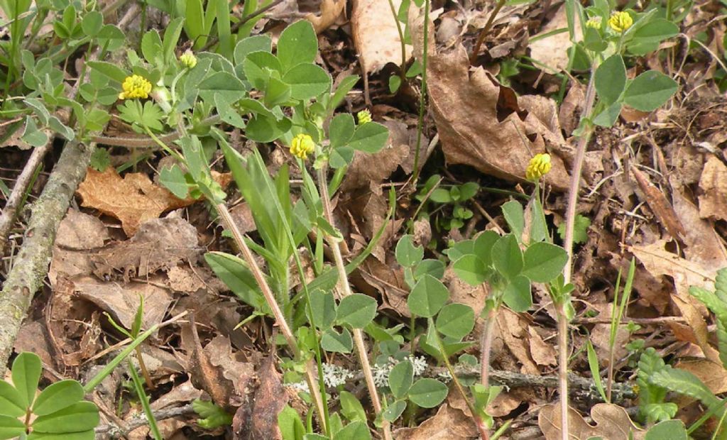 Medicago lupulina / Lupolina