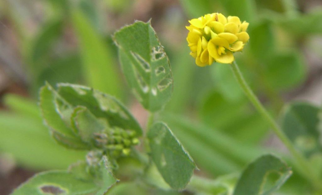 Medicago lupulina / Lupolina